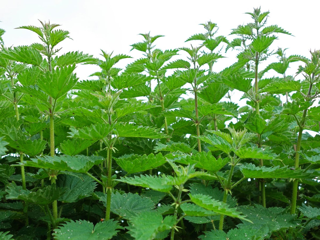 🌿 Stinging Nettle: The Leafy Powerhouse Behind My Tinctures