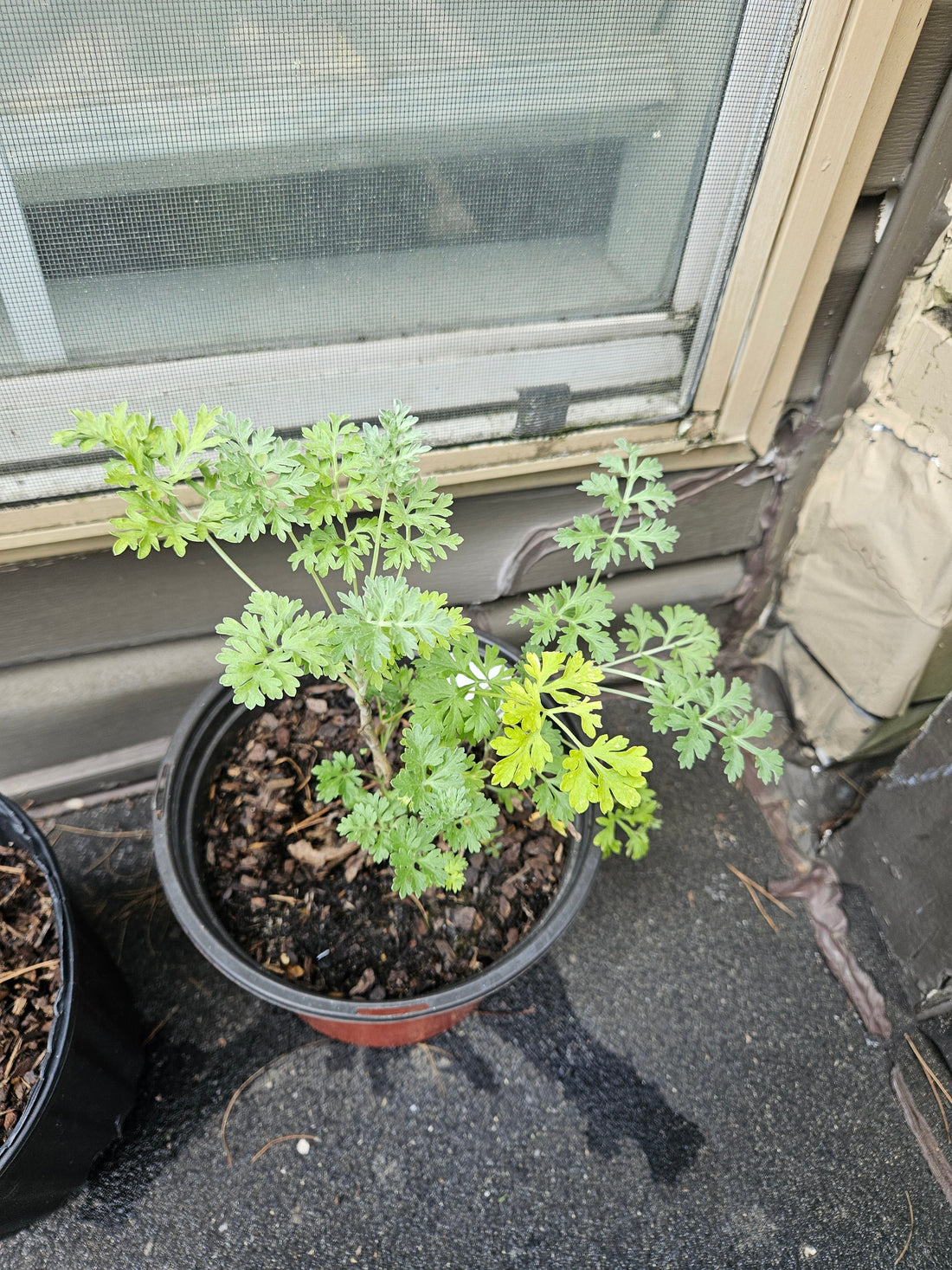 Close-up of bitter wormwood plant growing in sunlight